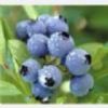  Blueberry Anthocyanin,Blueberry Extract